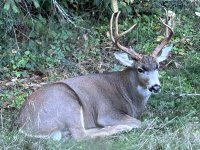 RestingBuck.jpg RestingBuck.jpg