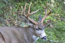Buck0887.jpg Buck0887.jpg
