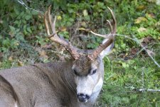 Buck0896.jpg Buck0896.jpg