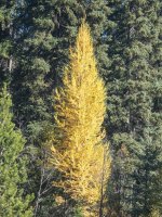 B05GoldenLarchPA140053.jpg