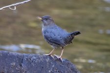 A08AmericanDipper0357.jpg
