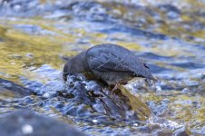 A09AmericanDipper0339.jpg