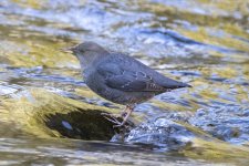 A12AmericanDipper0346.jpg