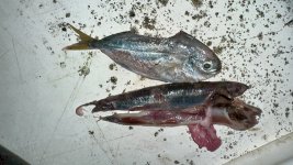 IMG_1824.jpeg