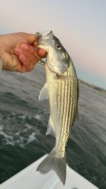 IMG_1809.jpeg
