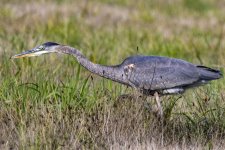 A01GreatBlueHeronStalking0650.jpg
