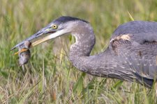 A02GreatBlueHeronWGopher0660.jpg