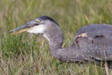 A03GreatBlueHeronSwallowsVole0661.jpg