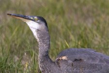 A04GreatBlueHeronSwallowing0662.jpg