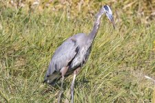 B05GreatBlueHeronStalking0819.jpg
