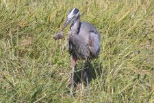 B07GreatBlueHeronWRodent829.jpg