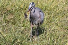 B08GreatBlueHeronWRodentRepositioning.jpg