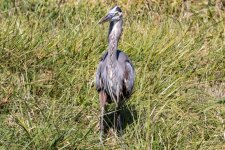 B09GreatBlueHeronDownTheHatch0834.jpg