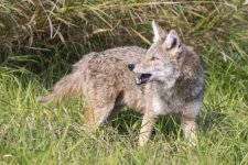 C10Coyote0774.jpg