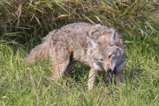 C11CoyoteEatingRodent0764.jpg