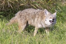 C12CoyoteEatingRodent0767.jpg