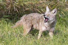 C13CoyoteWOpenMouth0773.jpg