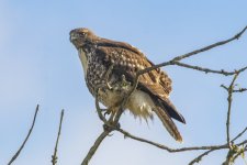 D14RedTailHawkJuvenile0595.jpg