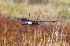 D15NorthernHarrierInFlight0835.jpg