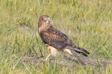 D16NorthernHarrierHen0856.jpg
