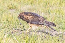 D17NorthernHarrierRegurgitatesPellet0863.jpg