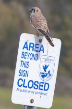 D18KestrelOnSign0754.jpg