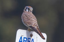 D19AmericanKestrelFemale0748.jpg