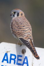 D20AmericanKestrelFemale0752.jpg