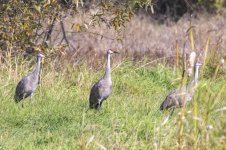 A01SandhillCraneFamily0710.jpg