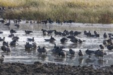 A03CacklingGeese0558.jpg