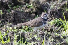 A04Killdeer0607.jpg