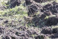 A05AmericanPipit0572.jpg