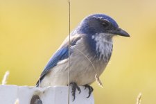 A06ScrubJay0708.jpg