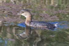 A07PiedBilledGrebe0779.jpg