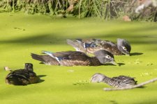 A08WoodiesSlurpingDuckweed0811.jpg