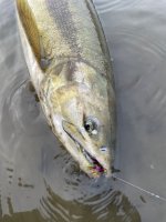 IMG_9125.jpeg