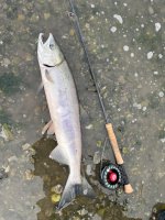 IMG_9158.jpeg