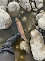Last fish.jpg Last fish.jpg