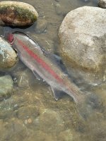 Rock fish.jpg Rock fish.jpg