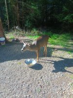 IMG_20240927_145313.jpg