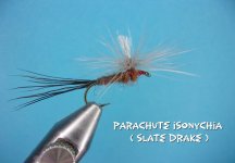 Parachute Isonychia.jpg Parachute Isonychia.jpg