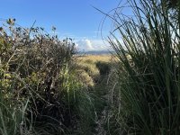 IMG_4606.jpeg