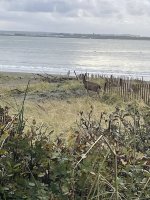 IMG_4613.jpeg
