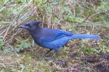 A05StellersJay1526.jpg A05StellersJay1526.jpg