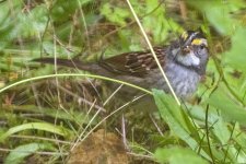 A07WhiteThroatedSparrow1605.jpg A07WhiteThroatedSparrow1605.jpg
