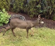 2024buck2.jpg