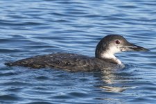 A01CommonLoon1196.jpg