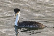 A03WesternGrebe1173.jpg