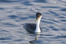 A04WesternGrebe1181.jpg