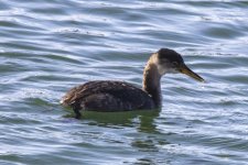 A05RedNeckedGrebe1415.jpg